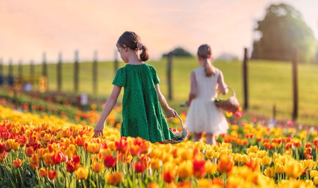 Primăvara aproape de casă: excursii accesibile în Ungaria pentru români, cu floarea lalelelor în prim-plan