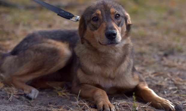 Scandal la Cluj: Dresor filmat lovind un câine cu piciorul. Anchetă, după un val de furie online