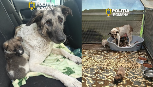 Amendă usturătoare de 12.000 de lei la Iași, pentru un bărbat care a abandonat o cățelușă cu șase pui pe marginea drumului