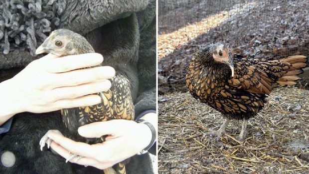 Gertie, găina Golden Sebright din Maine, desemnată oficial cea mai longevivă găină vie la nivel mondial