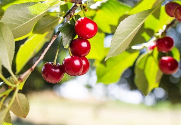 Producția bogată de cireșe în 2026 ar putea aduce prețuri mai mici în piețele românești