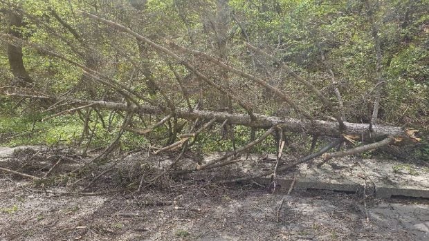 Vântul puternic provoacă pagube majore în Piatra-Neamț: copaci doborâți și mașini avariate