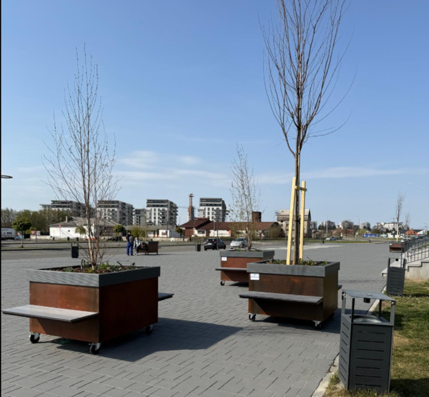 „Pădurea urbană mobilă” din Oradea: copaci pe roți de 2.600 de euro bucata
