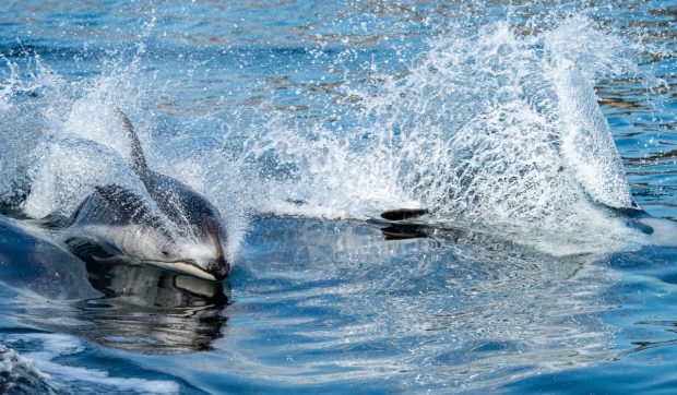 Alerta ecologică din Marea Neagră: 23 de delfini morți pe plajele din Constanța, Greenpeace acuză proiectul Neptun Deep