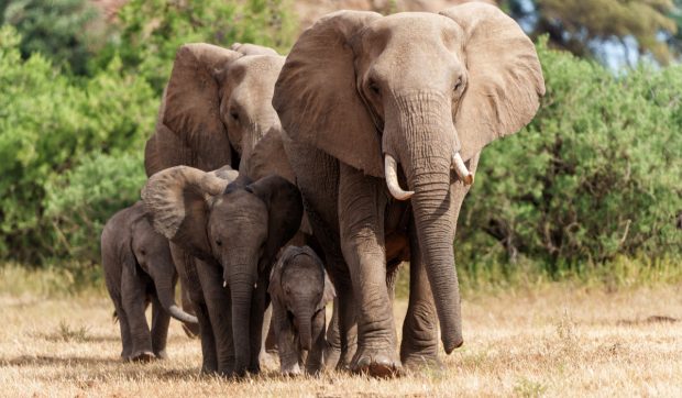 Milionar american ucis de elefanți în timpul unei expediții de vânătoare în Gabon