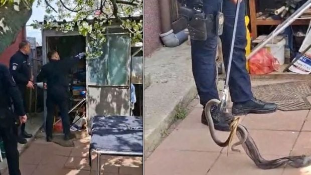 Panică în comuna Vânători, Galați: Jandarmii au capturat un șarpe de doi metri ascuns în casă