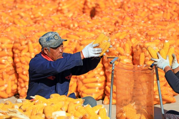 China deține două treimi din rezervele mondiale de porumb. Cum a ajuns Beijingul să controleze stocurile globale