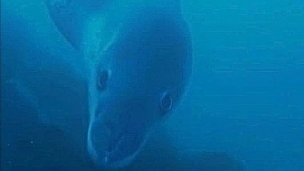 Un leopard de mare de 4 metri, filmat de exploratorii polari din Antarctica: „Când un gigant se uită la tine de la o lungime de braț, ai furnicături pe spate” | VIDEO