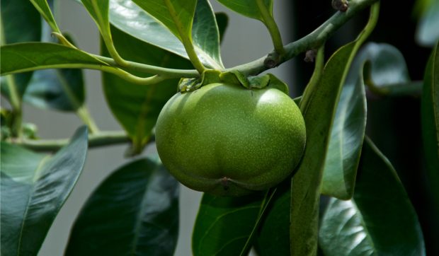 Manchineel, arborele periculos din tropice recunoscut drept cel mai toxic copac din lume