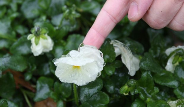 Înghețuri nocturne anunțate în toată Moldova între 9 și 12 aprilie 2026