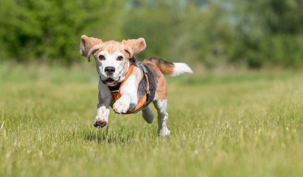 Salariu de 70.000 de euro și cazare gratuită pentru a îngriji câinele unei familii din Anglia: „Toate cheltuielile sunt acoperite”