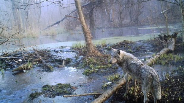 Natura renaște la 40 de ani de la catastrofa de la Cernobîl: zimbri, lupi și urși bruni revin în pădurile radioactive