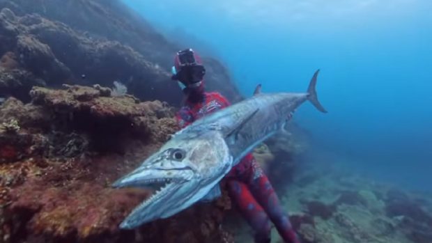 Un pescar australian ucis de un macrou uriaș într-un incident rar și nefericit