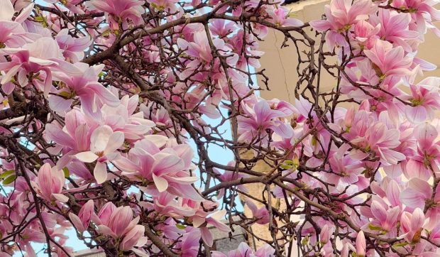 Vremea caldă în toată țara: maximele urcă până la 20 de grade Celsius. Prognoza meteo ANM în perioada 13-26 aprilie 2026