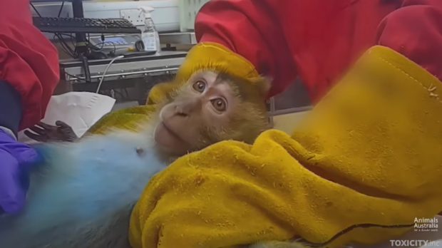 Maimuțe, câini Beagle și iepuri, chinuiți în laboratoarele pentru testarea injecțiilor de slăbit, în Marea Britanie. Un angajat a făcut publice imaginile dure | VIDEO