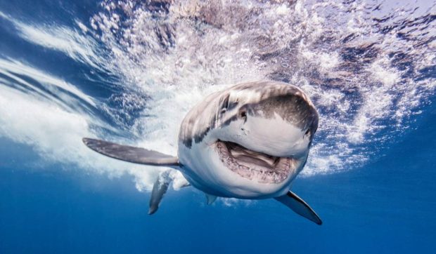 28 de rechini, testați pozitiv cu cocaină și calmante, în Bahamas. Ce au observat cercetătorii la animale