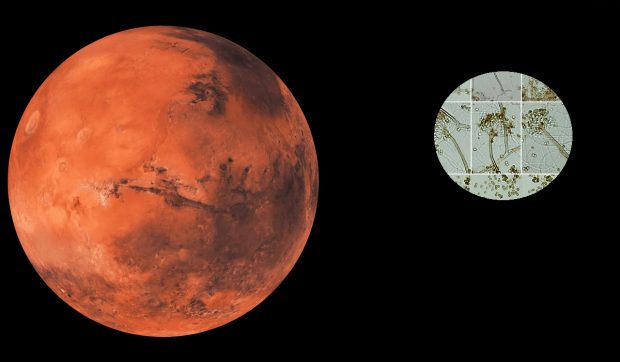 Cum poate fi contaminată planeta Marte: „Specie invazivă care poate compromite colonizarea”