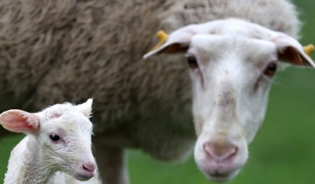 Un crescător de oi din Galați închide ferma, pentru că nu găsește angajați: „Nu mai pot! Nu am cu cine să fac treabă”