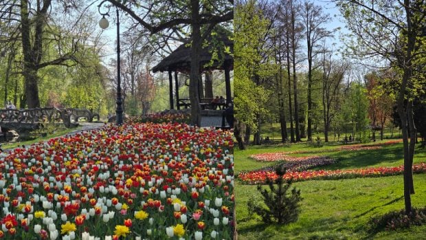Craiova investește peste un milion de euro în plante ornamentale pentru reînnoirea spațiilor verzi în 2026