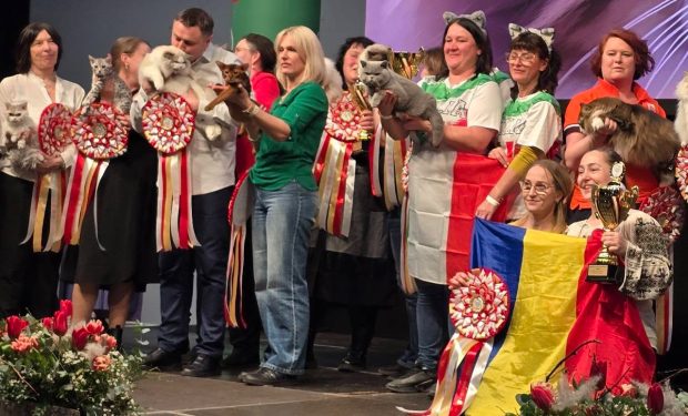 Kira Kiralina, pisica din România cu titlul de cea mai frumoasă felină din Europa
