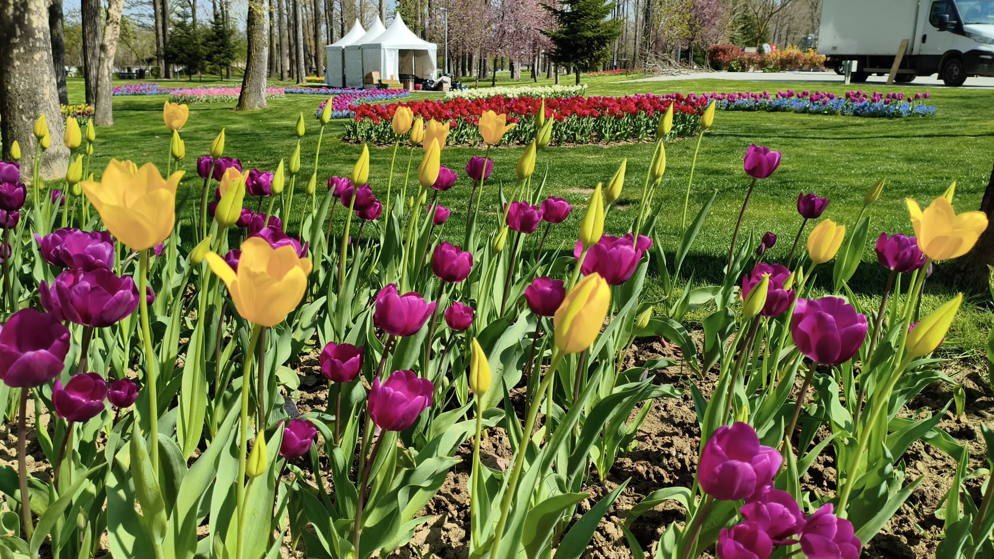 Peste 400.000 de lalele, la cea mai mare expoziție florală din România. Soiul unic care poate fi admirat doar la Pitești