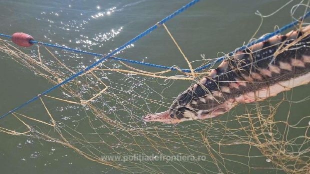 Operațiune reușită în Marea Neagră: salvarea a cinci delfini, unui rechin și șase sturioni prinși în plase ilegale