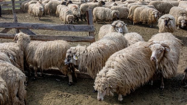 Statul român, obligat să plătească 182 de milioane de lei investitorilor fabricii uriașe de lână din Făgeţelu, judeţul Olt