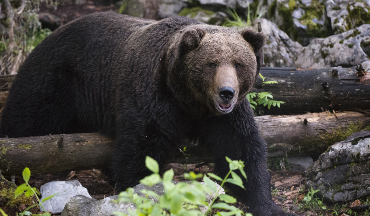 Poza pentru articolul O femeie a murit după atacul unui urs, în Polonia: „Simțul mirosului și al auzului animalului au fost afectate”