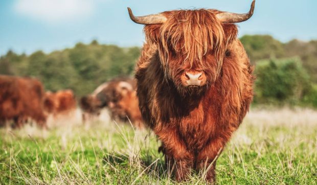 Cum au dispărut vacile Highland de pe pășunile din Marea Britanie după un trend aparent inofensiv
