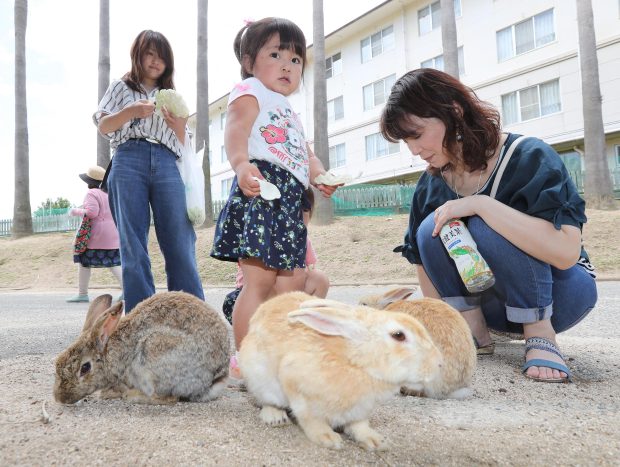Ōkunoshima – Insula Iepurilor cu un trecut misterios și o invazie pufoasă ce încântă turiștii