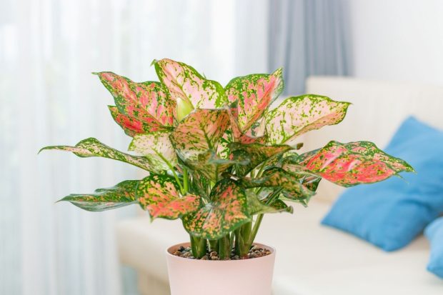Aglaonema, planta întunericului: îngrijire și înmulțire