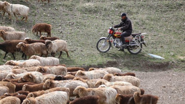 Ofertele pentru posturi de cioban în Mongolia Interioară atrag sute de aplicanți în China, devenind fenomen online