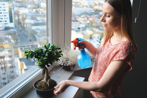 Arta Bonsai: Origini, Semnificații și Tehnici Esențiale de Îngrijire