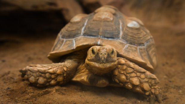 Broaștele țestoase gigant din Sahara contribuie la regenerarea vegetației în deșert