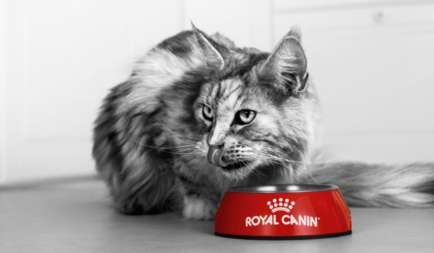 Mulți proprietari subestimează impactul îmbătrânirii asupra sănătății animalelor de companie, arată un studiu Royal Canin