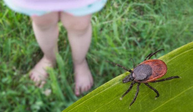 Atacurile insectelor de vară: Cum să te protejezi de țânțari și căpușe și ce riscuri ascund acestea