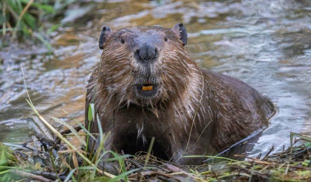 Castorii revin în Sibiu și transformă râul Cibin în habitat natural cu ajutorul barajelor și vizuinilor
