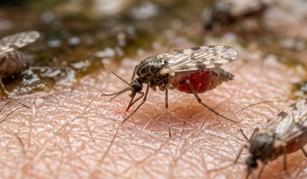 Silvicultorii avertizează împotriva insectelor care sug sânge: „De 100 ori mai rău decât țânțarii” | VIDEO