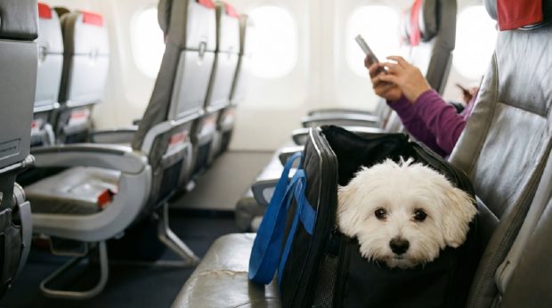 Ghid complet pentru călătoria cu animalele de companie în avion: documente și reguli esențiale