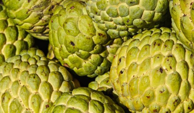 Custard Apple, fructul cu aromă de vanilie care cucerește piețele mondiale datorită rezistenței la secetă