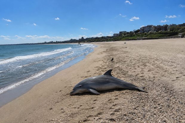 Cum trebuie să reacționeze turiștii la un delfin viu eșuat pe litoralul Mării Negre