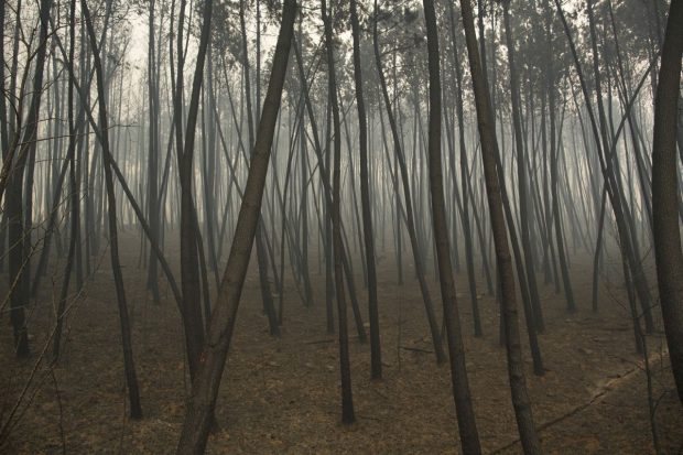 Doi copii francezi găsiți abandonați într-o pădure din Portugalia, mama lor fiind căutată de poliție
