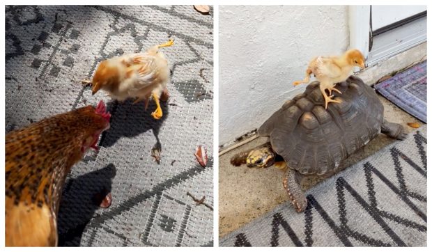 Quadzilla, găina cu 4 picioare: „Ce bullying, e șefa curții”