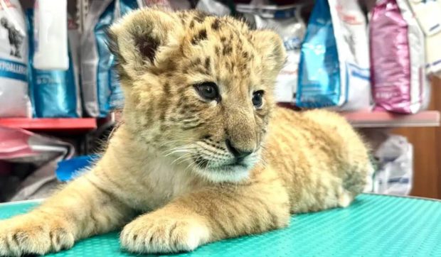 Goliath, singurul ligru din România, a murit într-un incendiu la o grădină zoologică improvizată din Suceava