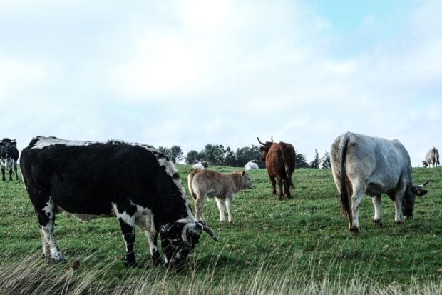 Greșeala care îi costă pe gospodarii români 1.200 de lei. Inspectorii DSVSA și medicii veterinari au început controalele