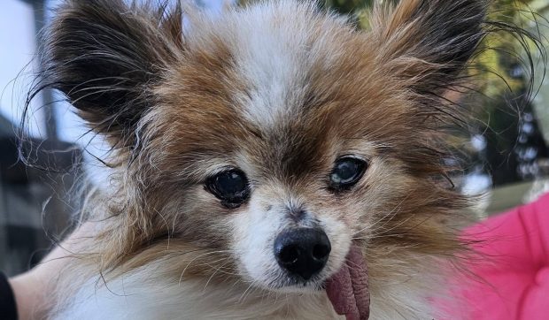 A dispărut Lazare, spanielul papillon care a uimit lumea cu vârsta sa record de 30 de ani