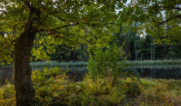 Proprietara unei vile i-a cerut vecinului ei să taie 34 de mesteceni pentru că îi blochează vederea către lac de pe terasă, în Elveția
