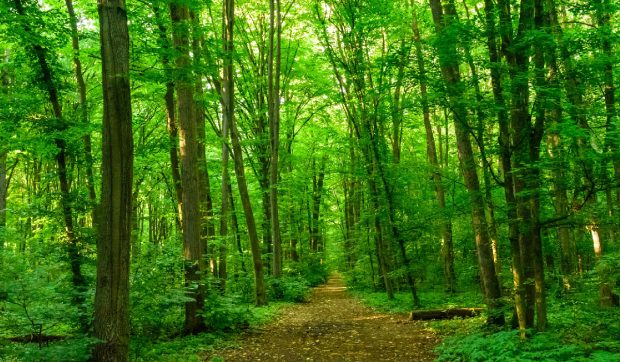 Peste 16 milioane de lei pentru Muzeul Pădurii: O clădire degradată din Parcul Băneasa va fi complet transformată