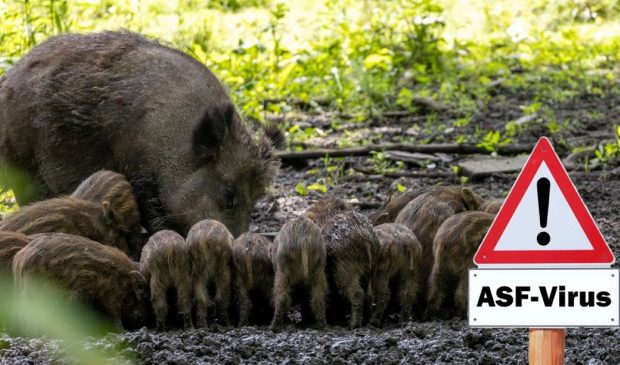 Pesta porcină – apariţie, transmitere, prevenţie, tratament. Ce este pesta porcină africană