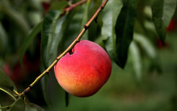 Criza din agricultura Californiană: Peste 400.000 de pomi fructiferi tăiați după închiderea fabricilor Del Monte